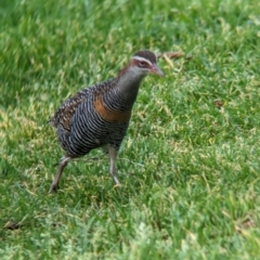 Gallirallus philippensis (Buff-banded Rail) at Lord Howe Island - 15 Oct 2023 by Darcy