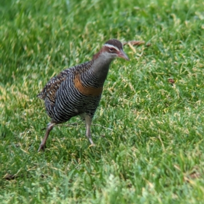 Gallirallus philippensis (Buff-banded Rail) at Lord Howe Island - 15 Oct 2023 by Darcy