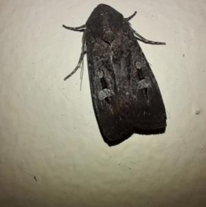 Agrotis infusa at Holt, ACT - 21 Nov 2023