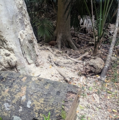 Gallirallus sylvestris (Lord Howe Woodhen) at Lord Howe Island - 15 Oct 2023 by Darcy