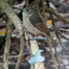 Pachycephala pectoralis contempta (Lord Howe Golden Whistler) at Lord Howe Island - 15 Oct 2023 by Darcy