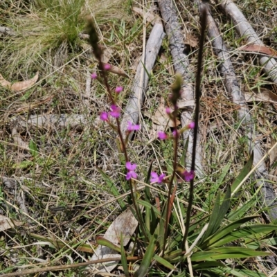 Stylidium armeria subsp. armeria (Trigger Plant) at QPRC LGA - 20 Nov 2023 by Csteele4