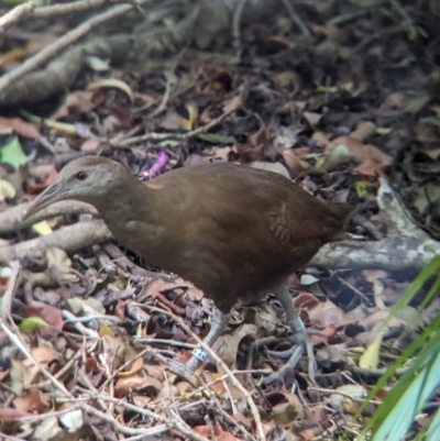 Gallirallus sylvestris (Lord Howe Woodhen) at Lord Howe Island - 15 Oct 2023 by Darcy