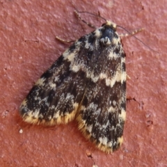 Halone sinuata (Rock Lichen Moth) at Narrabundah, ACT - 6 Nov 2023 by RobParnell