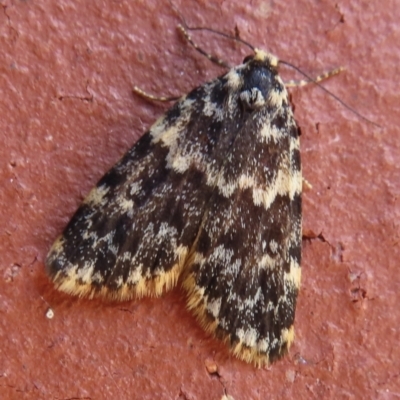 Halone sinuata (Rock Lichen Moth) at Narrabundah, ACT - 6 Nov 2023 by RobParnell