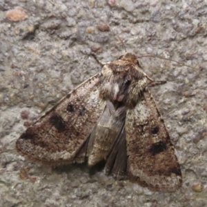 Agrotis porphyricollis at Griffith, ACT - 20 Nov 2023 04:10 PM