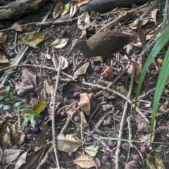 Gallirallus sylvestris (Lord Howe Woodhen) at Lord Howe Island - 15 Oct 2023 by Darcy