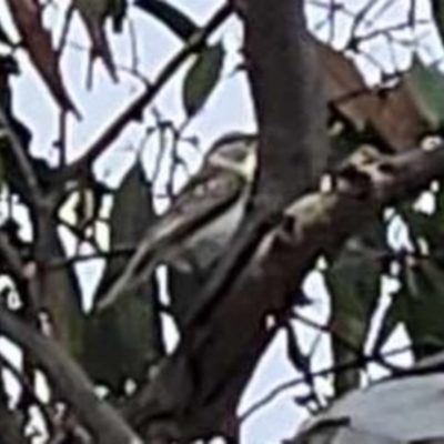 Lalage tricolor (White-winged Triller) at Wallaroo, NSW - 20 Nov 2023 by Paul@93