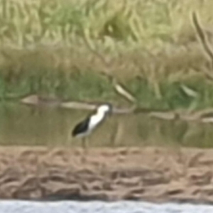 Ardea pacifica at Wallaroo, NSW - 21 Nov 2023 08:48 AM