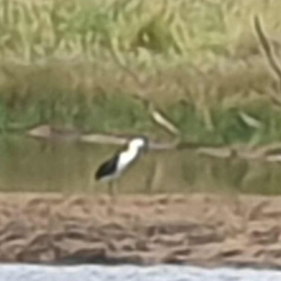 Ardea pacifica (White-necked Heron) at Wallaroo, NSW - 20 Nov 2023 by Paul@93