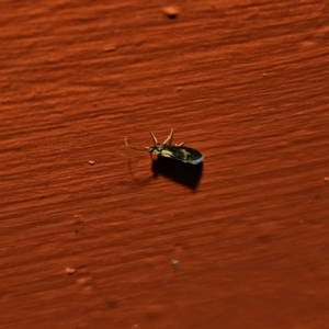 Lingora (genus) at QPRC LGA - 21 Nov 2023 11:13 PM