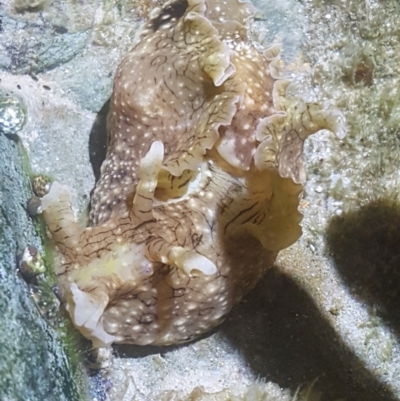 Unidentified Sea Slug, Sea Hare or Bubble Shell at Buddina, QLD - 21 Nov 2023 by Harrisi