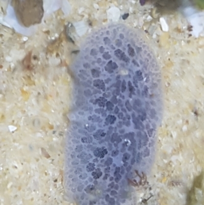 Unidentified Sea Slug, Sea Hare or Bubble Shell at Buddina, QLD - 21 Nov 2023 by Harrisi