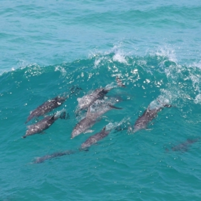 Tursiops truncatus (Bottlenose Dolphin) at Point Lookout, QLD - 14 Nov 2023 by TimL