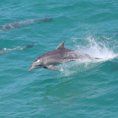 Tursiops truncatus (Bottlenose Dolphin) at Point Lookout, QLD - 14 Nov 2023 by TimL