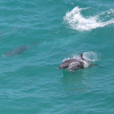 Tursiops truncatus (Bottlenose Dolphin) at Point Lookout, QLD - 14 Nov 2023 by TimL