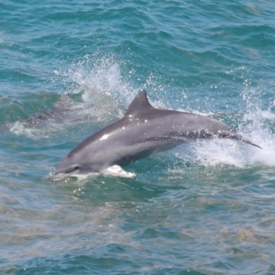 Tursiops truncatus (Bottlenose Dolphin) at Point Lookout, QLD - 14 Nov 2023 by TimL