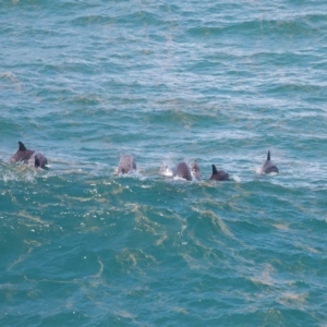 Tursiops truncatus at Point Lookout, QLD - 14 Nov 2023 01:27 PM