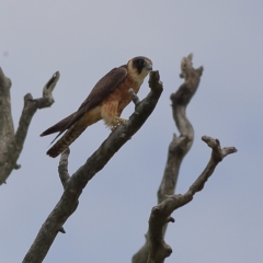 Falco longipennis (Australian Hobby) at Dunlop Grasslands - 21 Nov 2023 by Trevor