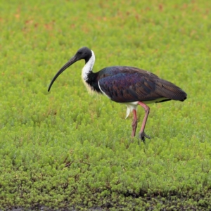 Threskiornis spinicollis at Dunlop Grasslands - 21 Nov 2023