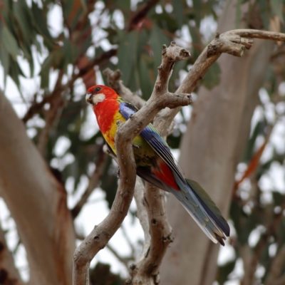 Platycercus eximius (Eastern Rosella) at Dunlop Grasslands - 21 Nov 2023 by MichaelWenke