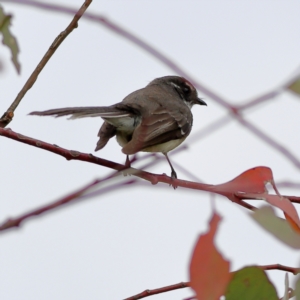 Rhipidura albiscapa at Dunlop Grasslands - 21 Nov 2023 10:23 AM