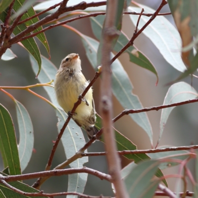 Smicrornis brevirostris (Weebill) at Dunlop, ACT - 20 Nov 2023 by Trevor