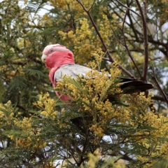 Eolophus roseicapilla (Galah) at Dunlop Grasslands - 20 Nov 2023 by Trevor