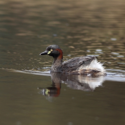 Tachybaptus novaehollandiae (Australasian Grebe) at Dunlop Grasslands - 21 Nov 2023 by Trevor