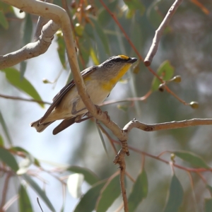 Pardalotus striatus at Dunlop Grasslands - 21 Nov 2023