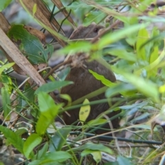 Hypotaenidia sylvestris (Lord Howe Woodhen) at Lord Howe Island Permanent Park - 16 Oct 2023 by Darcy