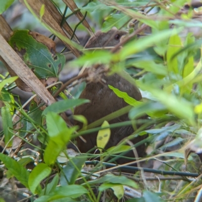 Gallirallus sylvestris (Lord Howe Woodhen) at Lord Howe Island Permanent Park - 16 Oct 2023 by Darcy