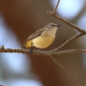 Acanthiza chrysorrhoa at Dunlop Grasslands - 21 Nov 2023