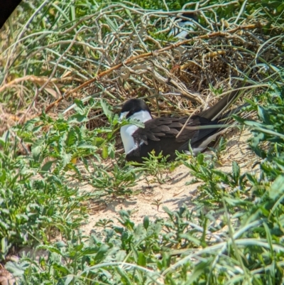 Onychoprion fuscatus (Sooty Tern) at Lord Howe Island Permanent Park - 16 Oct 2023 by Darcy