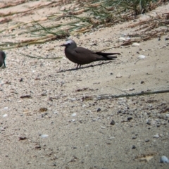 Anous stolidus (Common Noddy) at Lord Howe Island - 16 Oct 2023 by Darcy