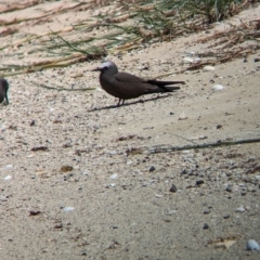 Anous stolidus (Common Noddy) - 1 Jan 1900 by Darcy