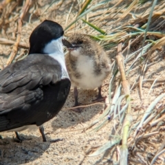 Onychoprion fuscatus (Sooty Tern) at Lord Howe Island Permanent Park - 16 Oct 2023 by Darcy