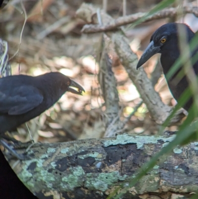 Strepera graculina crissalis (Lord Howe Pied Currawong) at Lord Howe Island Permanent Park - 16 Oct 2023 by Darcy