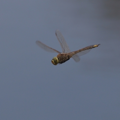 Anax papuensis (Australian Emperor) at Dunlop Grasslands - 21 Nov 2023 by Trevor