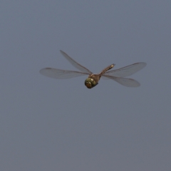 Anax papuensis at Dunlop Grasslands - 21 Nov 2023