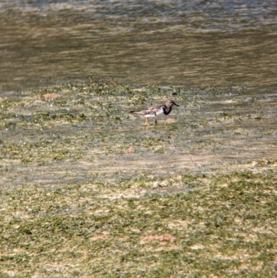 Arenaria interpres (Ruddy Turnstone) at Lord Howe Island - 16 Oct 2023 by Darcy