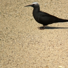 Anous minutus (Black Noddy) at Lord Howe Island - 16 Oct 2023 by Darcy