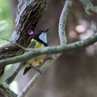 Pachycephala pectoralis contempta (Lord Howe Golden Whistler) at Lord Howe Island - 17 Oct 2023 by Darcy