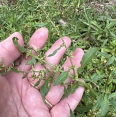 Rumex conglomeratus (Clustered Dock) at Kangaroo Valley, NSW - 21 Nov 2023 by lbradleyKV