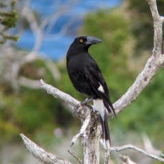 Strepera graculina crissalis (Lord Howe Pied Currawong) at Lord Howe Island - 17 Oct 2023 by Darcy
