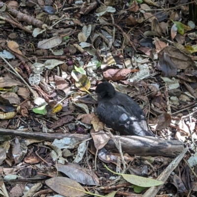 Ardenna carneipes (Flesh-footed Shearwater) at Lord Howe Island Permanent Park - 17 Oct 2023 by Darcy