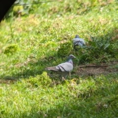 Columba livia (Rock Dove (Feral Pigeon)) at Lord Howe Island - 17 Oct 2023 by Darcy