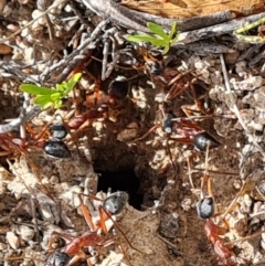 Myrmecia nigriceps (Black-headed bull ant) at Isaacs Ridge and Nearby - 22 Nov 2023 by Mike