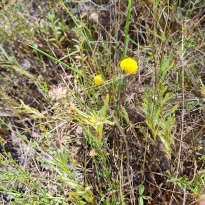 Leptorhynchos squamatus subsp. squamatus (Scaly Buttons) at Isaacs Ridge - 21 Nov 2023 by Mike