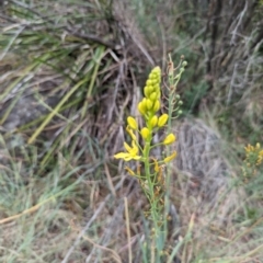 Bulbine glauca at Bullen Range - 21 Nov 2023 02:04 PM